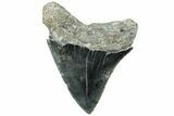 Serrated, Fossil Megalodon Tooth - North Carolina #311852-1